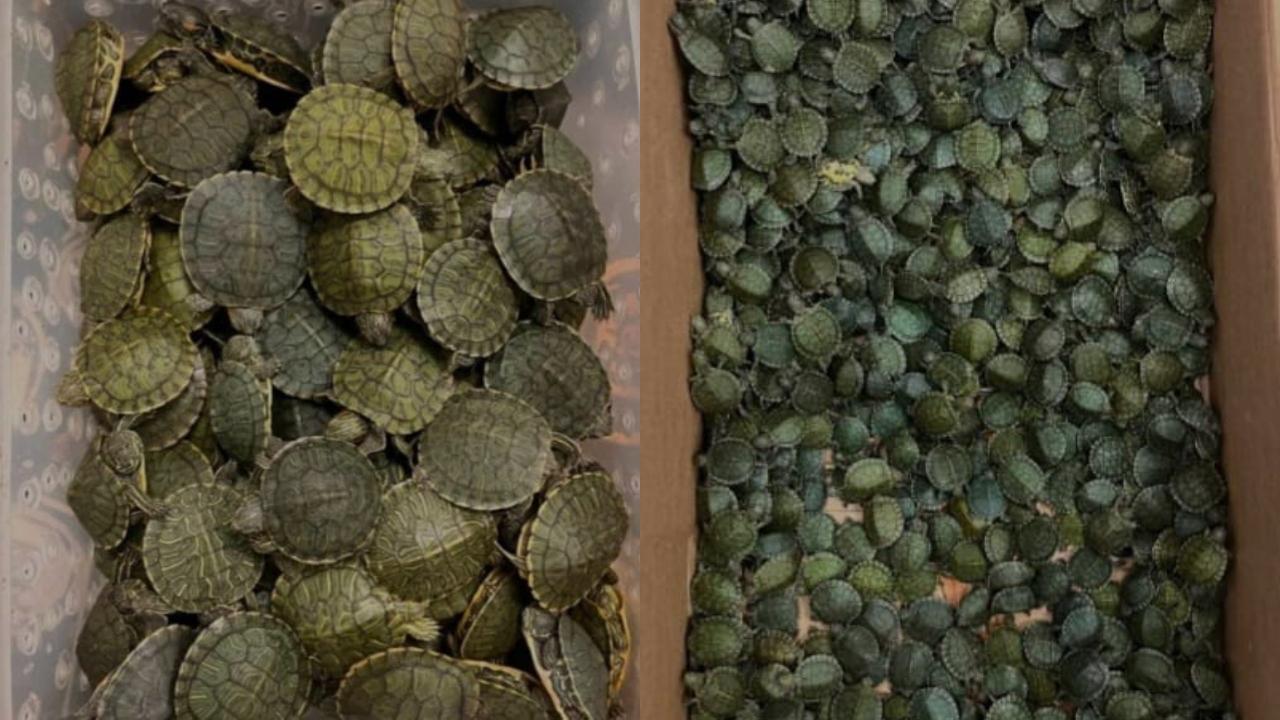 Customs officials seize 5,400 smuggled turtles at Chennai International Airport