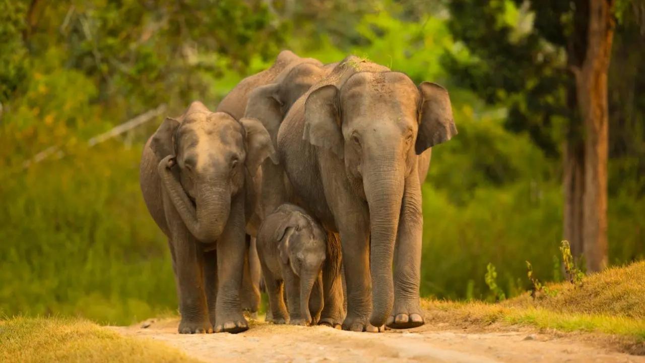 Man trampled to death by wild elephant in Kerala