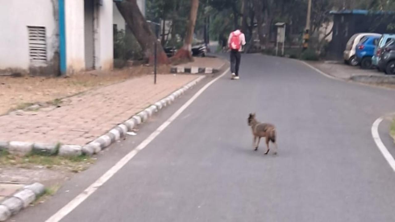 Mumbai: 22-year-old man bitten by golden Jackal in Chembur