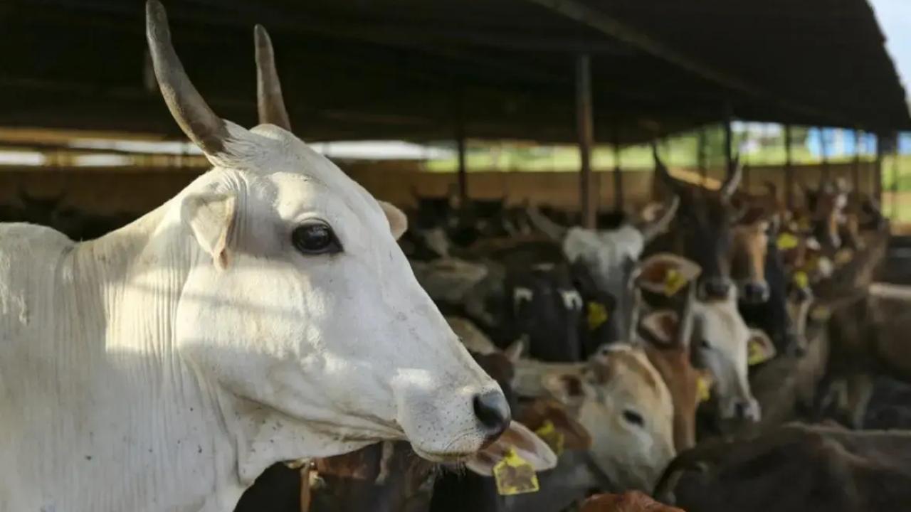 Haryana Minister Rana launches livestock census campaign