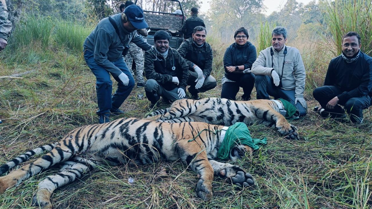 Four tigers radio collared at TATR to study their dispersing movement