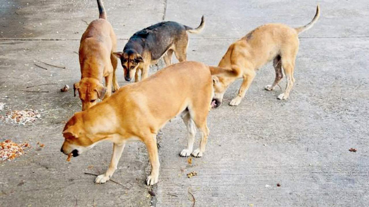 Only a suggestion, says NESCO on feeding zones for stray dogs