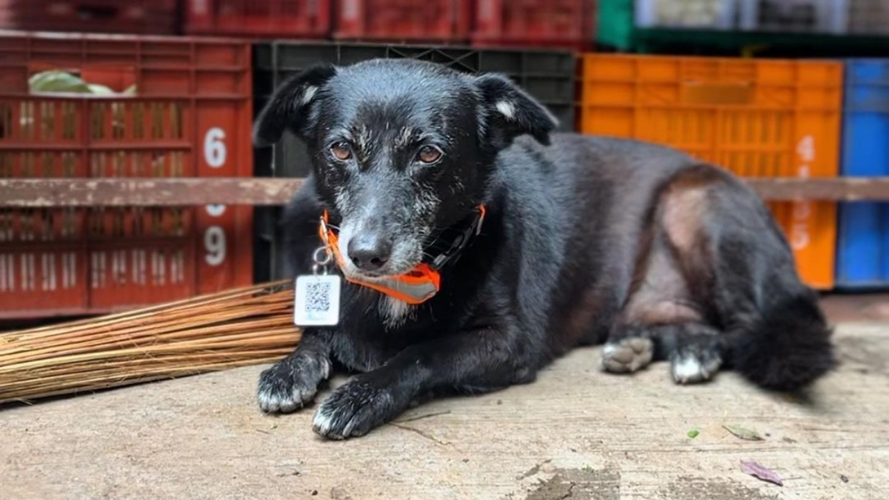 It was not only abandoned dogs and strays but he used to also share an important message at the start of the monsoon season to remind people to look for dogs and cats under cars to avoid them from getting hurt.