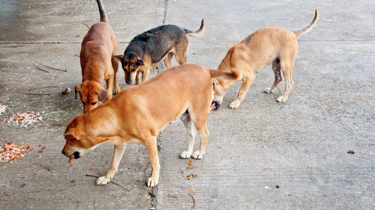 NESCO to build feeding zones for Goregaon's stray dogs