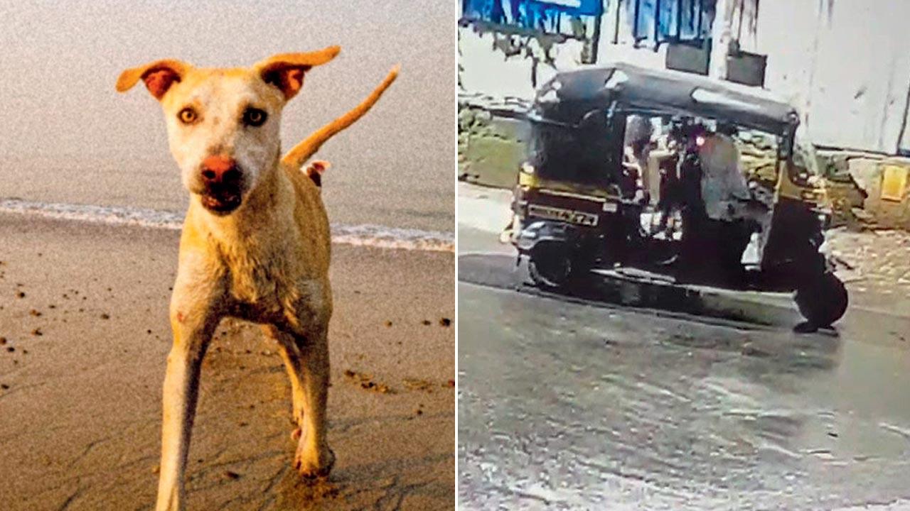 Mumbai: The mystery of disappearing Juhu strays