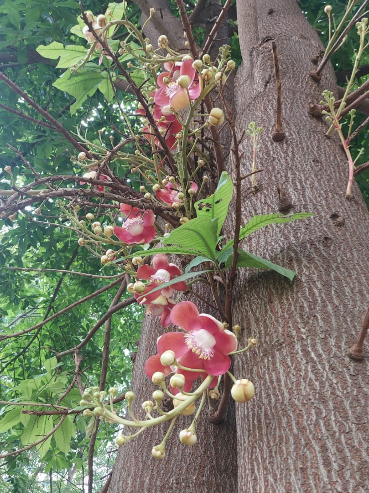 The Cannonball tree, often planted for ornamental purposes, is also found in the area. 