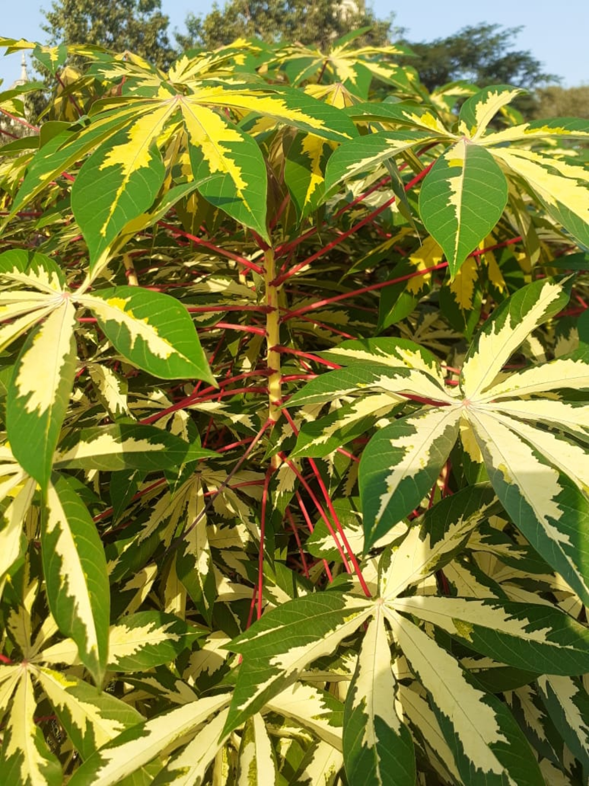 On the trail, one can find garden species like Cassava plant (above) and Hibiscus that are planted extensively across homes, and easily spotted in the city and its suburbs.