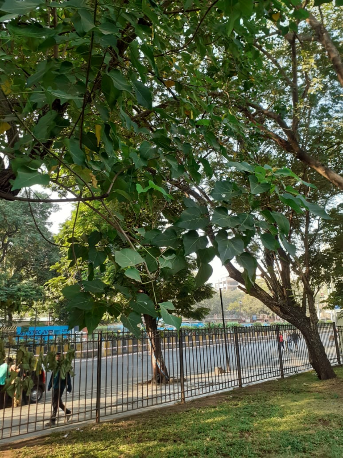 One can also spot other plant species like Paras Bhed (above), Jarul (also known as the Pride of India) and Taman (also called the Pride of Maharashtra).