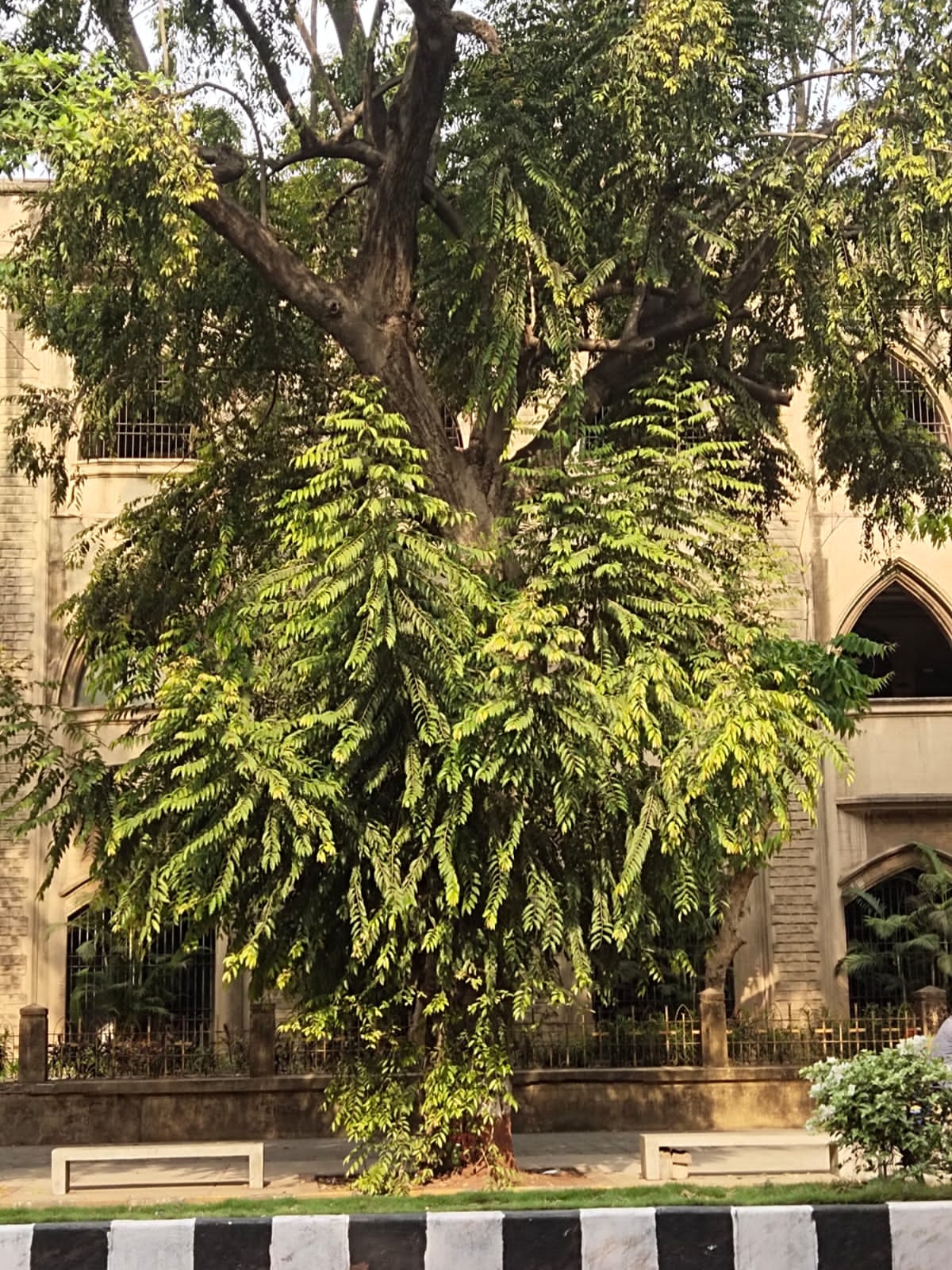 The participants can expect to see Putranjiva tree, known for its medicinal qualities like healing skin aridity and phlegm.