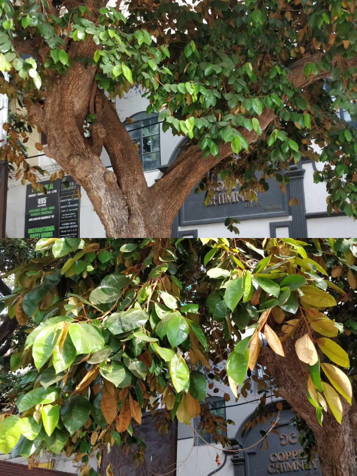 The Fort district is also home to the star apple tree, which has a striking golden colour on the back of its leaves.