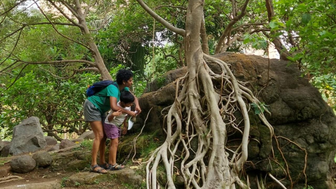 Participants observing the gaint roots of a tree during a previous tree walk session at Hiranandani Gardens, Powai