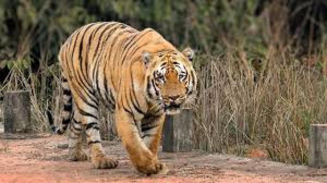 Tiger travels 500 km from Yavatmal to Solapur, to be relocated to Sahyadri