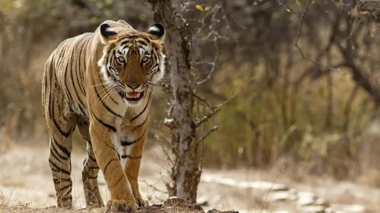 Three held over death of tigress; live wire laid for boars killed it in Bhandara