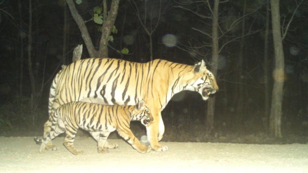 Maharashtra: Operation to trap tiger that walked 500 km set to begin today