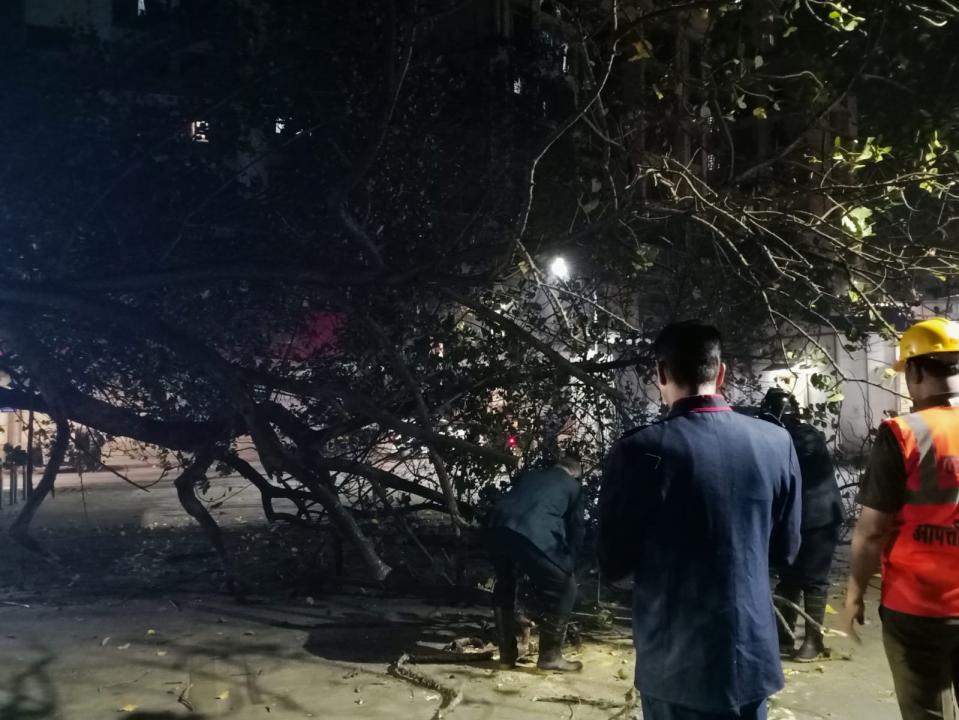 Stray dog attack injures two firemen during tree removal in Thane